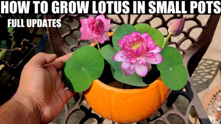 How To Grow Lotus Plant At Home MICRO BOWL VARIETY FULL UPDATES 